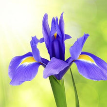 Dutch Iris ‘Telstar’ – Top-Size Bulbs for Fall Planting | Deep Blue Petals with Vibrant Yellow Accents, Hardy Dutch Variety Ideal for Borders, Beds, and Bright Spring Garden Color Displays