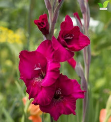 Votaniki Plum Tart Gladiolus Bulbs Large Purple Summer Blooms Tall Cut Flower Variety for Borders Containers Pollinator Gardens and Seasonal Landscape Displays