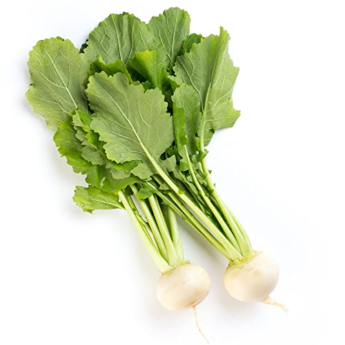 Kitazawa Seed Co Radish Seeds Sakurajima Mammoth 5 Lb Bulk ~128000 Seeds