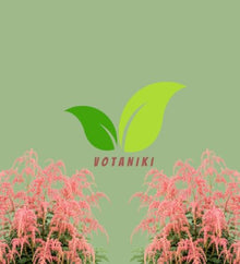 Votaniki Straussenfeder Astilbe thunbergii #1 Size Bare Root, Flamingo Pink Weeping Flower Plumes for Shaded Perennial Gardens, Butterfly Gardens and Cut Flower Planting