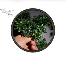 Creative Simulation Welcoming Pine Bonsai Living Room Desktop Green Plants Potted Corridor TV Cabinet Fake Flower Plants Decoration Gifts House Plant (Color : B)