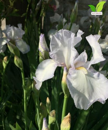 Votaniki Bearded Iris English Cottage Bare Root White Lilac Fragrant Flowers Spring Bloom Garden Border Cottage Landscape Full Sun Partial Shade (Pack of 25)