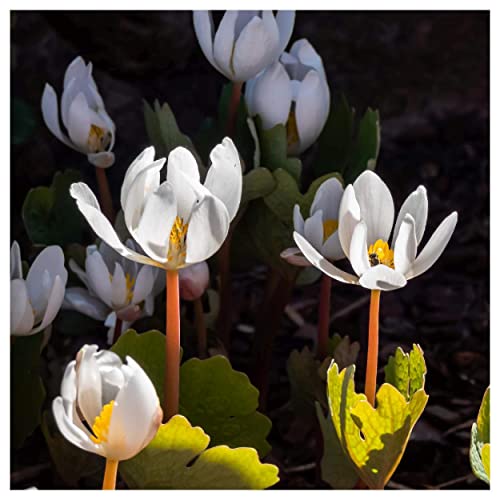 Everwilde Farms 1/4 Lb Bloodroot Native Wildflower Seeds Gold Vault