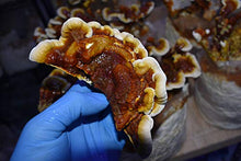 Unicorn Bag XLS-A Biodegradable for Mushroom Growers 500 Count