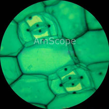 AmScope Digital Inverted Trinocular Microscope 40x-640x White