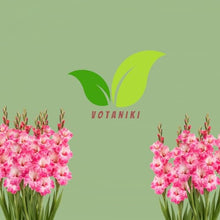 Votaniki Gladiolus Hugo Bulbs for Planting Giant Flowered Pink Summer Blooms Tall Spikes Cut Flower Garden Beds Borders Containers Outdoor Growing (Pack of 250)