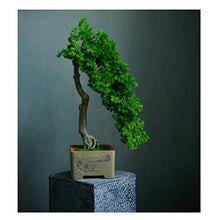 YXIANG56Q Fake Plants Grade Simulation Welcome to Tree Tree Bonsai Hotel Office Tea Several Live Hall Extreme Decoration Beautiful Items Bonsai Tree(E)