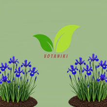 Votaniki Iris hollandica Blue Magic Dutch Iris Bulbs Deep Violet Blue Spring and Early Summer Blooming Flowers for Borders Landscaping Cottage Gardens and Cut Flower Displays (500 Pack)