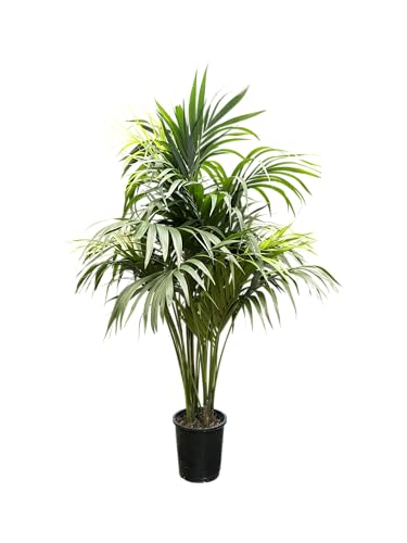 Simply Trees Kentia Palm Indoor House Plant 6-7 Feet Green