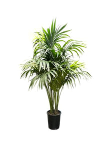 Simply Trees Kentia Palm Indoor House Plant 6-7 Feet Green