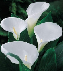 Votaniki Calla Lily Aethiopica Bulbs for Forcing - Perennial Beauty, Indoor Blooms with Stunning White Flowers | Spring Flowering Calla Lilies Bulbs, Easy to Grow (25 Pack)