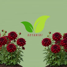 Votaniki Spartacus Dahlia #1 Size Clump Giant Velvet Red Summer Flowering Dahlia Tubers for Garden Borders Tall Cut Flower Displays and Outdoor Landscaping (Pack of 50)