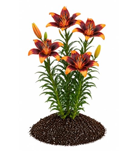 Votaniki Asiatic Lily Forever Susan Top Size Bulbs Deep Burgundy and Bright Orange Summer Blooming Flowers for Garden Borders Patio Containers and Cut Flower Displays (Pack of 100)