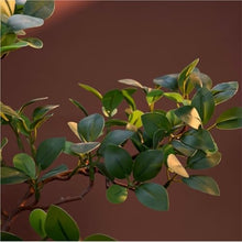 YXIANG56Q Fake Plants Chinese Style Green Bonsai Artificial Tree Office Desk Shelf Decoration Bonsai Tree