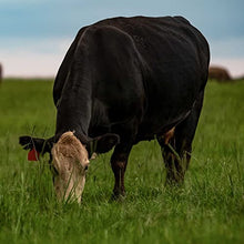 Outsidepride Forage Bermuda Seeds - 40 lb. Perennial, Drought Tolerant & Fast-Growing, Pasture Seeds for Planting Large Grass Leaves, Ideal for Hay Foraging & Rotational Grazing