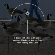 Avian-X Topflight Early Season Teal & AXP Honkers Fusion Canada Goose Decoy Set 6 Pack