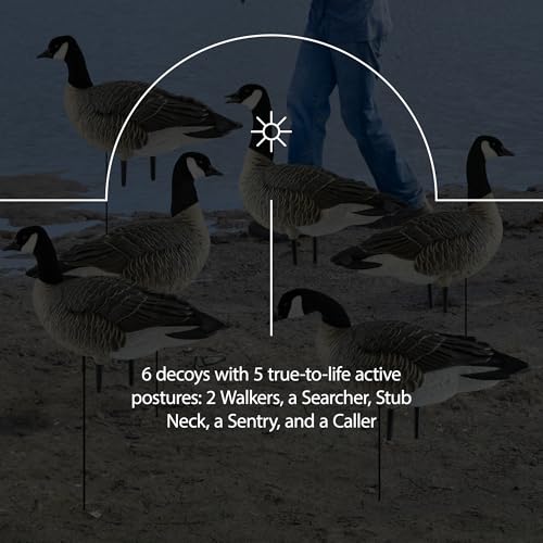 Avian-X Topflight Early Season Teal & AXP Honkers Fusion Canada Goose Decoy Set 6 Pack