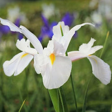 Dutch Iris ‘Casa Blanca’ – Premium White Iris Bulbs for Fall Planting | Top Size Dutch Bulbs for Planting | Elegant Iris Flower Bulbs | Late Spring Bloom | Easy to Grow Perennial