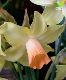Cyclamineus Narcissus Prototype Bulbs for Planting Pink Yellow Daffodil Bulbs Reflexed Petals Early Spring Flower Bulbs for Garden Beds Borders Containers Outdoor Planting (Pack of 250)