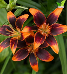 Votaniki Asiatic Lily Forever Susan Top Size Bulbs Deep Burgundy and Bright Orange Summer Blooming Flowers for Garden Borders Patio Containers and Cut Flower Displays (Pack of 100)