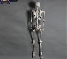 zhangzhejun Horror Skeleton Bones Halloween Props