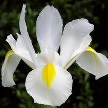 Dutch Iris ‘Casa Blanca’ – Premium White Iris Bulbs for Fall Planting | Top Size Dutch Bulbs for Planting | Elegant Iris Flower Bulbs | Late Spring Bloom | Easy to Grow Perennial