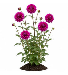 Votaniki Dahlia Le Baron Top Size Tubers Large Decorative Deep Purplish Red Fully Double Flowers Summer to Fall Bloom Plant for Borders Bouquets and Cut Flower Gardens (Pack of 25)