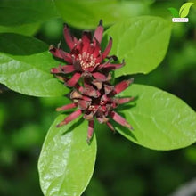 Votaniki Sweetshrub Calycanthus floridus Live Plant Fragrant Reddish Maroon Flowers Spring Blooming Shrub for Garden Borders Outdoor Landscaping Full Sun Partial Shade (Pack of 25)