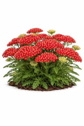 Votaniki Achillea Paprika Yarrow Bare Root Perennial Ruby Red Salmon Flowers Summer to Fall Blooming Drought Tolerant Plant for Garden Borders Cut Flower Outdoor Growing (Pack of 25)