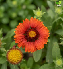 Votaniki Gaillardia aristata Arizona Red Shades Blanket Flower 3 Inch Root Starter Plant with Crimson Red Blooms for Borders, Containers, Cut Flowers and Butterfly Gardens