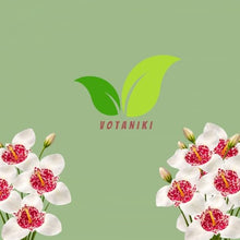 Votaniki Tigridia Pavonia Alba Grandiflora Bulbs for Planting White Tiger Flower Summer Blooming Perennial Easy to Grow Garden Beds Borders Containers Cut Flowers (250 Pack)