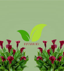 Votaniki Majestic Red Calla Lily Top Size Bulbs for Cut Flowers, Deep Red Summer Blooms with Speckled Foliage, Container and Border Garden Plant for Full Sun Landscapes