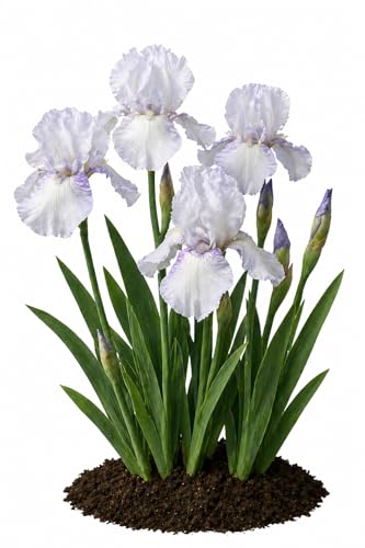 Votaniki Bearded Iris English Cottage Bare Root White Lilac Fragrant Flowers Spring Bloom Garden Border Cottage Landscape Full Sun Partial Shade (Pack of 25)