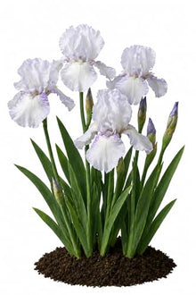 Votaniki Bearded Iris English Cottage Bare Root White Lilac Fragrant Flowers Spring Bloom Garden Border Cottage Landscape Full Sun Partial Shade (Pack of 25)