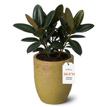 Emissary Home and Garden Yellow Ceramic Round Planter (22 in. L x 22 in. W x 26.5 in. H) with Drainage Hole