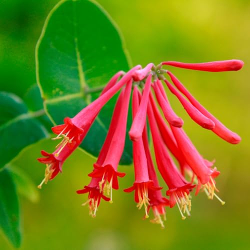 Votaniki Red Honeysuckle Vine (Lonicera sempervirens) 1-2ft Plant | Vibrant Perennial, Fast Growing Flowering Vine – Easy to Grow & Pollinator Friendly (10 Pack)