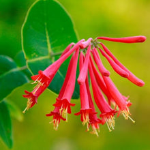 Votaniki Red Honeysuckle Vine (Lonicera sempervirens) 1-2ft Plant | Vibrant Perennial, Fast Growing Flowering Vine – Easy to Grow & Pollinator Friendly (10 Pack)