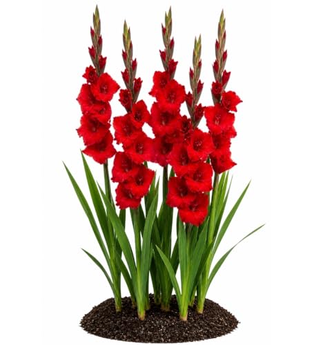 Votaniki Gladiolus Mascagni Top Size Bulbs Red Grandiflora Sword Lily Tall Flower Spikes Summer Blooming Cut Flower Garden Plant for Borders Full Sun (Pack of 250)