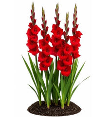 Votaniki Gladiolus Mascagni Top Size Bulbs Red Grandiflora Sword Lily Tall Flower Spikes Summer Blooming Cut Flower Garden Plant for Borders Full Sun (Pack of 250)
