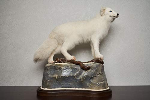 Generic Arctic Fox Taxidermy Mount Lifesize White