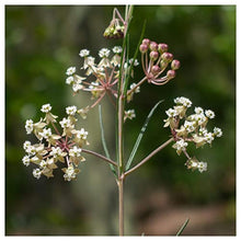 Everwilde Farms 1 Lb Whorled Milkweed Native Wildflower Seeds Gold Vault