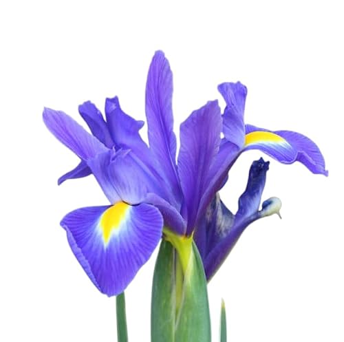 Votaniki's Dutch Iris Park Avenue Bulbs for Fall Planting | Deep Violet Blue and Vibrant Yellow Perennial Flower Bulbs for Spring Blooming Gardens, and Stunning Landscape (Pack of 1100)