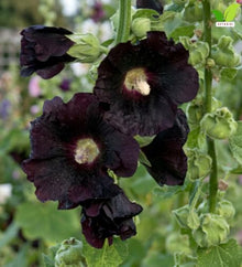 Votaniki Alcea Rosea Blacknight Hollyhock Root Live Plant Deep Black Purple Flowers Tall Perennial Cottage Garden Accent for Borders Cut Flower Gardens and Landscapes (25 Pack)