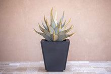Desert Steel Sharkskin Agave - Small (22" W x 18" H) - Indoor/Outdoor Metal Yard Art & Yard Decor, All Weather