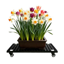Laohucai Heavy Duty FRP Plant Caddy with Wheels, Large Potted Plant Caddy, Garden Flower Pot Planter Mover Planter Trolley with Lockable Casters, for Indoor Outdoor, Yards, Gardens, Balconie(77x50cm)