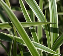 Classy Groundcovers: Sedge 'Ice Dance', 25 Pots - 3 1/4 in.