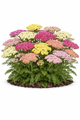 Votaniki Achillea Colorado Mix Yarrow Bare Root Perennial Mixed Color Summer Blooms Upright Hardy Plants for Garden Borders Cut Flowers Dried Arrangements Outdoor Growing (Pack of 50)
