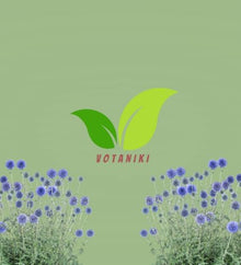 Votaniki Echinops Bannaticus 'Blue Glow' (Globe Thistle) #1 Size Root for Planting – Hardy Perennial with Spiky Blue Blooms | Perennial Fowers for Pollinators & Cut Flowers (25 Pack)