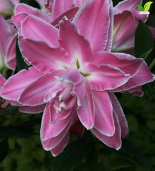 Votaniki Lotus Wonder Double Oriental Lily Top Size Bulbs, Fragrant Bright Pink Double Flowers, 36 to 40 Inch Summer Bloomer for Sunny Gardens, Containers and Cut Flowers