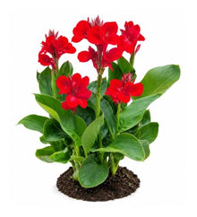 Votaniki Red Beauty Dwarf Canna #1 Size Rhizome, Vivid Red Summer Flowers, Compact Green Foliage for Containers, Sunny Borders, Patio Gardens and Tropical Displays